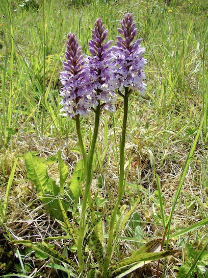 common spotted